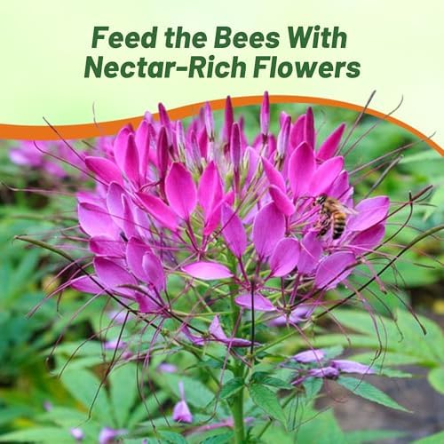 Outsidepride Violet Cleome Seeds - 2000 Pcs Annual Flower Seeds with Large, Airy, Spidery Blooms, Drought Tolerant Spider Plant for Xeriscaping, Flower Bed, Border, Pollinator, & Cut Flower Garden - Image 5