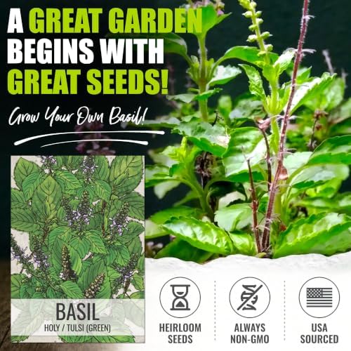 Seed Needs Holy Basil Seeds to Plant an Herb Garden - 5 Packs - Image 2