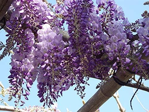 Chinese Wisteria Tree Seeds, Bonsai Seeds, Pack of 30 Bonsai Tree Seeds - Image 4