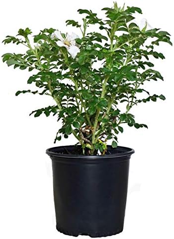 Rosa rugosa 'Alba' (White Rugosa Rosa) Rose, white flowers, #3 - Size Container by GreenPromiseFarms