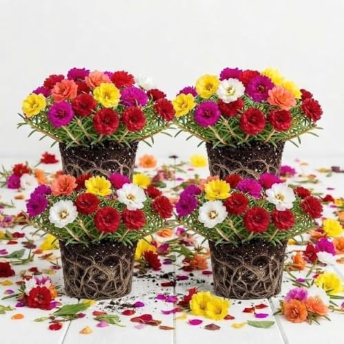 4 Assorted Moss Rose Portulaca Plants, Colorful Ground Cover, 4-7 Inch Tall by PlantsSeedsBulbs