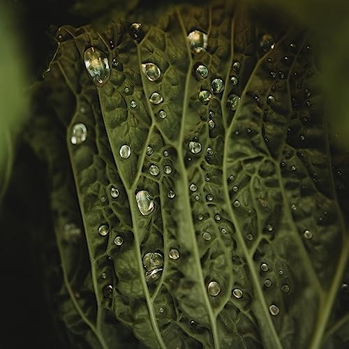 Savoy Perfection Cabbage - 100 Cabbage Seeds for Planting, Thresh Seed Co. - Image 3
