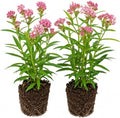 2 Pink Butterfly Milkweed Plants, 4-8" Tall by AKTRD