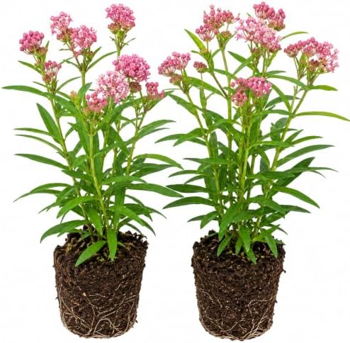 2 Pink Butterfly Milkweed Plants, 4-8" Tall by AKTRD