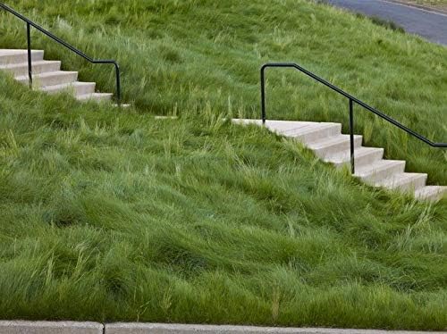 Creeping Red Fine Fescue Seed by Eretz (5lb) - Choose Size! Willamette Valley Oregon Grown, No Fillers, No Weed or Other Crop Seeds, Premium Shade Grass Seed. - Image 5