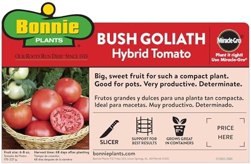Bonnie Plants Bush Goliath Tomato, Live Plant, 19.3 oz., 4-Pack - Image 2
