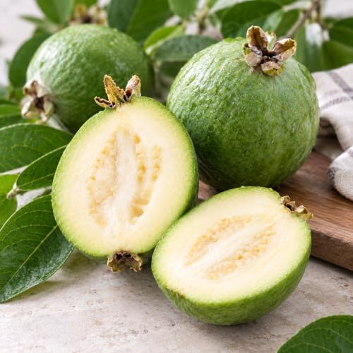 Pineapple Guava Plant Live, 4" Pot, Tropical Fruit Tree, Outdoor Planting - Image 4