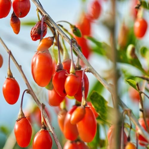 Live Goji Berry Plant, 4-8 Inches Tall, Goji Berry Plant Live - Image 2