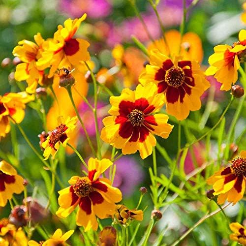 Outsidepride Plains Coreopsis Seeds - 5 lbs. Annual, Drought & Humidity Tolerant, Flower Seeds for Planting Vibrant Bicolored Blooms, Ideal for Xeriscaping and Low Maintenance Gardens by Outsidepride