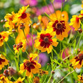 Outsidepride Plains Coreopsis Seeds - 5 lbs. Annual, Drought & Humidity Tolerant, Flower Seeds for Planting Vibrant Bicolored Blooms, Ideal for Xeriscaping and Low Maintenance Gardens by Outsidepride