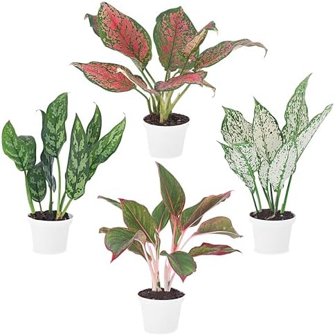 Fam Plants Live Aglaonema Chinese Evergreen Collection (4 Pack) Houseplants by FamPlants