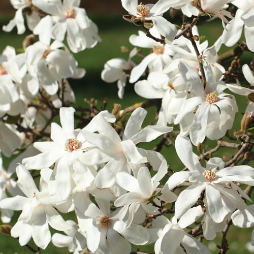 Star Magnolia Flower Tree Live Plant, Outdoor Landscape Tree, 2.5'' Pot - Image 3