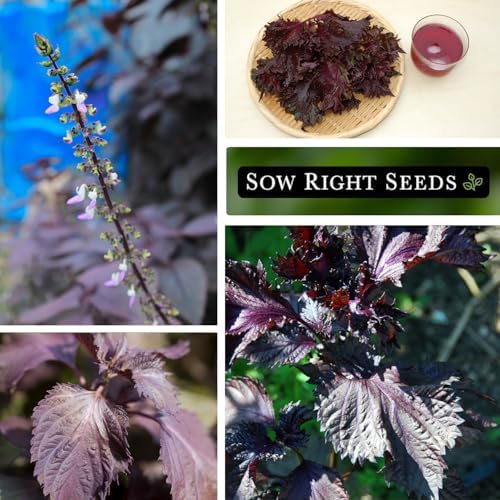 Sow Right Seeds - Purple Shiso Seeds for Planting Perilla Leaf Herb Garden - Image 4