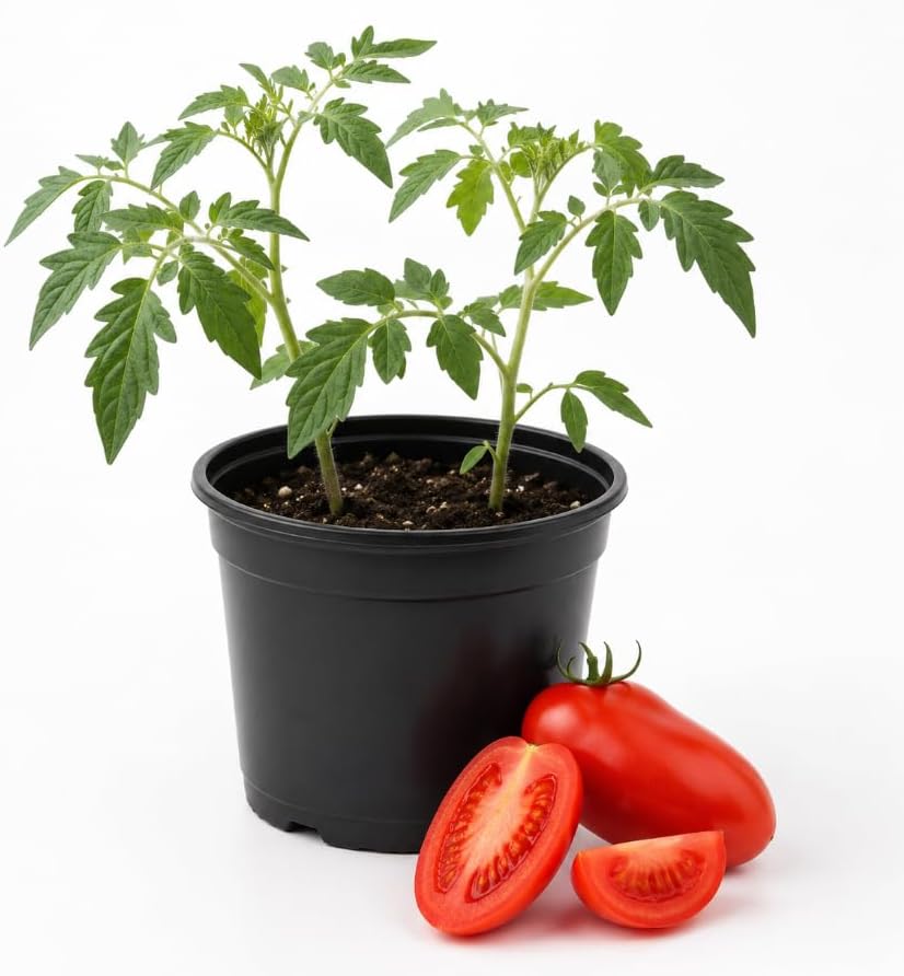 San Marzano Tomato Starter Plant, 4-6 Inches Tall in 4 Inch Pot, Live Vegetable Seedling for Patio, Container and Garden Planting by HARINI