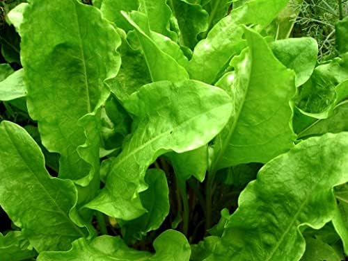 Garden Sorrel 2000+ Seeds for Planting Non-GMO - Image 4