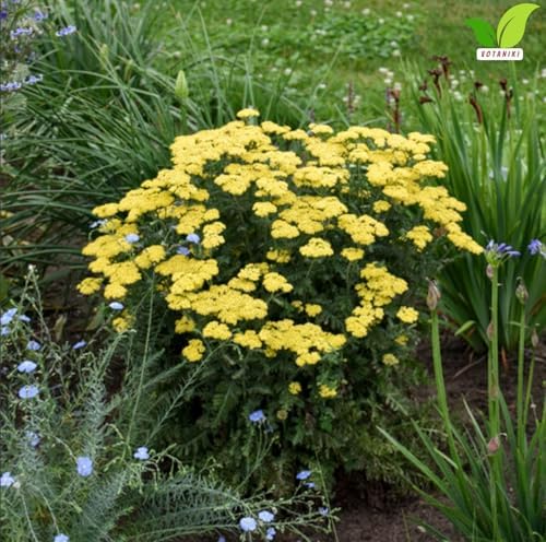 Votaniki Firefly Sunshine Yarrow Bare Root Perennial Bright Yellow Flowers Summer Blooming Drought Tolerant Upright Plant for Garden Borders Cut Flowers Outdoor Growing (Pack of 1) - Image 2