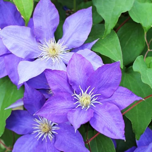 Light Blue Clematis Vine Plant, Clematis Vine Plants Live in 2.5 Inch Pot by HILROQG