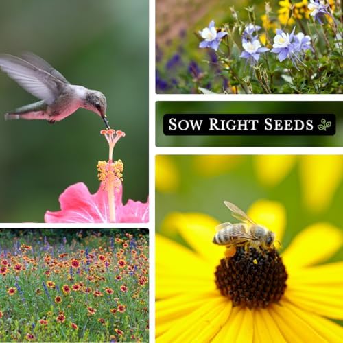 Sow Right Seeds - 56000 Mixed Wildflowers Seed for Planting Bulk Jumbo Pack - Image 5