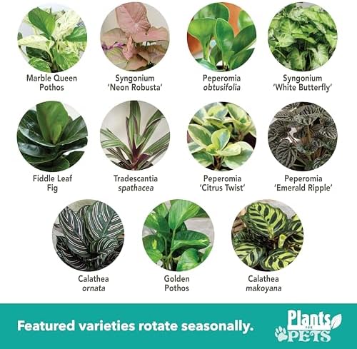 Essential Houseplant Collection (4PK) Live Plants Indoor Plants Live Houseplants in Plant Pots, Easy House Plants Indoors Live, Snake Plant, Pothos in Potting Soil, Clean Air Plants by Plants for Pets - Image 5