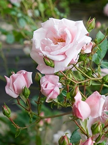 Rosa 'New Dawn' (Climbing Rose) Rose, Double Blush Pink Flowers, #3 - Size Container - Image 4