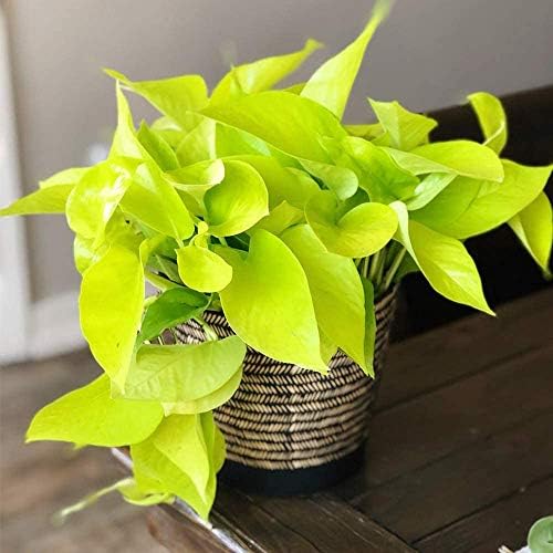 American Plant Exchange Neon Pothos – Live 6-Inch Potted Climbing Vine, Easy-Care Air Purifying Houseplant, Fast-Growing Indoor Plant for Home, Office, Bedroom, Living Room & Indoor Jungle Décor - Image 4