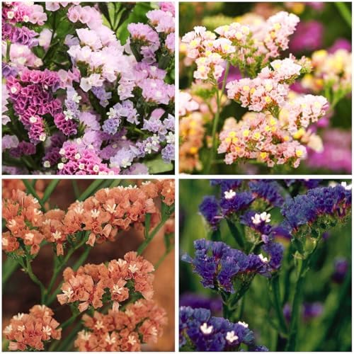 1000+ Mix Statice Pastel Seeds for Planting Outdoors-Annual Limonium Sinuatum Beautiful Flowers Seeds- Non-GMO Heirloom for Home Garden by MIXRUGBACWATER