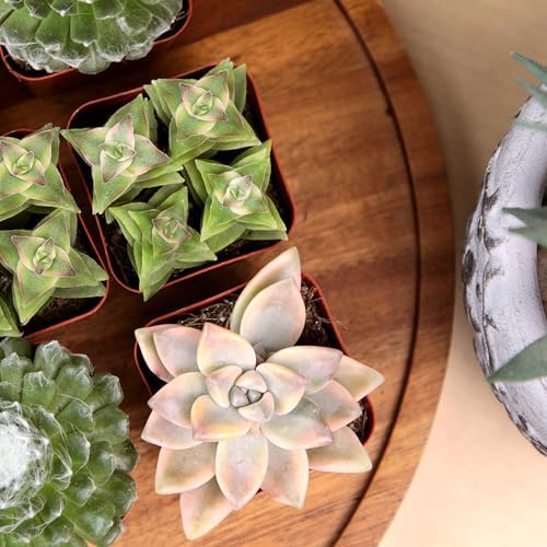 Live Succulents Plant Pack (6-Pack), Real Succulent Plants & Mini Plants for Beginners, Live House Plants, Mini Succulents, Outdoor & Indoor Plants, Live Plants in 2" Grower Pots by Plants for Pets - Image 3