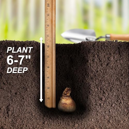 Garden State Bulb Pink Mixed Daffodil Flower Bulbs, 14/16cm, Fall Planting (Bag of 25) - Image 5