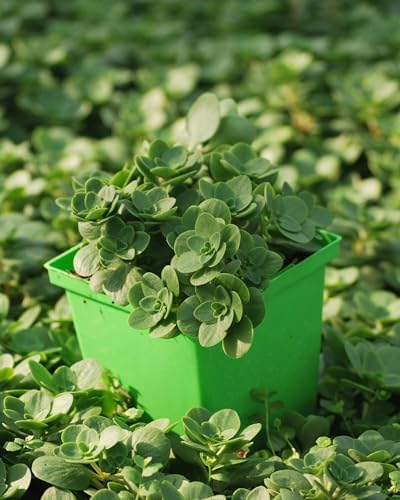 Perennial Farm Marketplace Sedum ternatum (Woodland Stonecrop) Groundcover, 1 Quart, White Flowers - Image 4