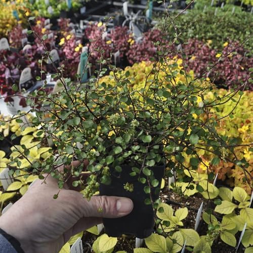 Muehlenbeckia complexa, Fairy Vine, houseplant, Cnt Sz: 3" - Image 3