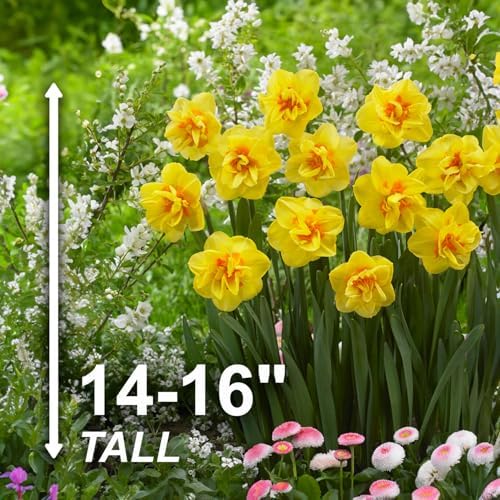 Garden State Bulb Narcissus Tahiti Double Daffodil Flower Bulbs, 16/18cm (Bag of 50) - Image 3