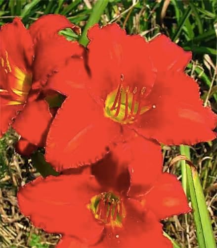 Pink Daylily - Bare Root Plant, Hardy Perennial for Zone 4, Delicate Pink Blooms, Low Maintenance, Ideal for Full Sun or Partial Shade, Perfect for Garden Borders & Landscapes - Image 3