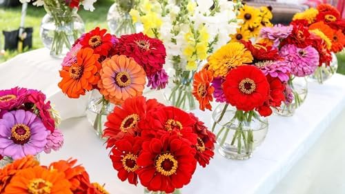 250 California Giants Zinnia Seeds for Planting - Heirloom Non-GMO USA Grown Premium Flower Seeds - Mix of Red, Orange, Yellow, White, Pink, and Purple Flowers - Attracts Butterflies by RDR Seeds - Image 6