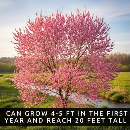Pink Pussy Willow Tree Cutting – Live Weeping Pussy Willow (Salix) Cutting to Plant – Ornamental Pink Catkin Willow – Fast Rooting Flowering Tree – Cold Hardy Garden Accent – Ready to Grow - Image 3