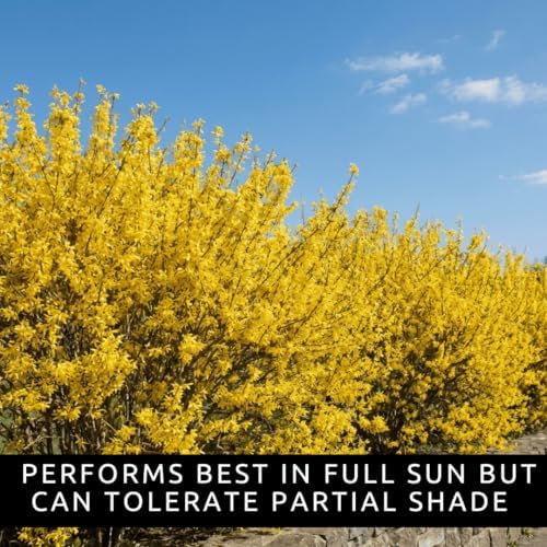 Weeping Forsythia Seeds for Planting, Ornamental Shrub, 100 Premium Seeds - Image 3