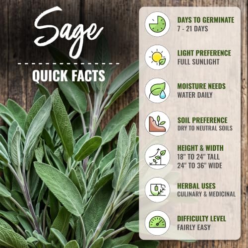 Seed Needs Broad Leaved Sage Seeds to Plant an Herb Garden - 5 Packs - Image 4