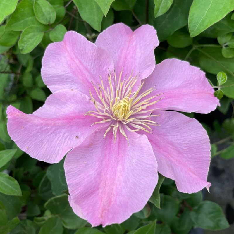 Pink Clematis Vine Plant, Clematis Vine Plants Live in 2.5 Inch Pot - Image 4