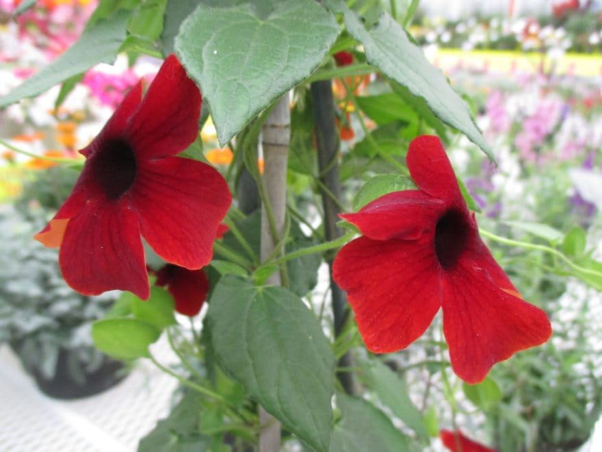 Thunbergia Red Vine Live Plants, 2 Pack - Image 2