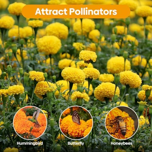 Groundio Marigold Seeds, 9500+ Crackerjack Marigold Flower Seeds, Non-GMO Heirloom Flower Seed in Mix Color for Planting Home and Garden-Wildflower African Marigold(Tagetes erecta) - Image 7