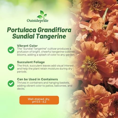 Outsidepride Tangerine Moss Rose Seeds - 500 Pcs Annual, Drought & Heat Tolerant, Pollinator Friendly Ground Cover Seeds for Planting w/Vibrant Blooms & Succulent Foliage, Ideal for Xeriscaping - Image 3