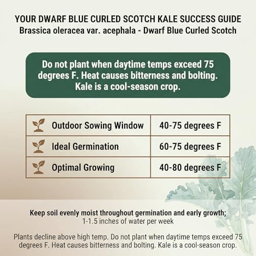 1000 Dwarf Blue Curled Scotch Kale Seeds for Planting - Cold-Hardy Curly Leaf Heirloom, Non-GMO, USA Grown by RDR Seeds - Image 3