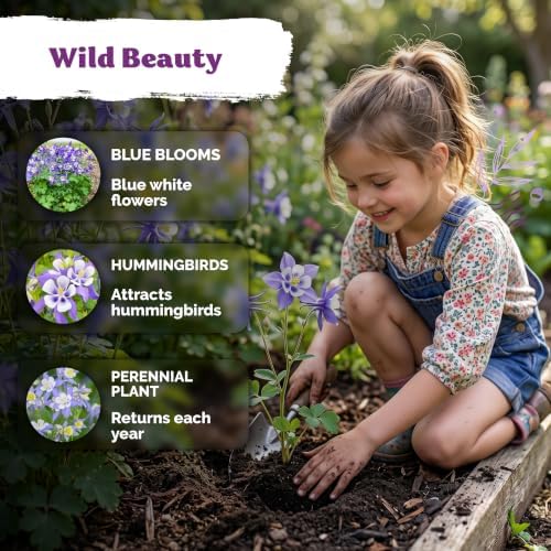 500 Blue Columbine Heirloom Flower Seeds for Planting, Aquilegia Caerulea - Image 4