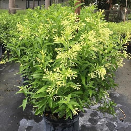 Night Jasmine Fragrant Flowering - 4 x 2 inch Bags - Image 7