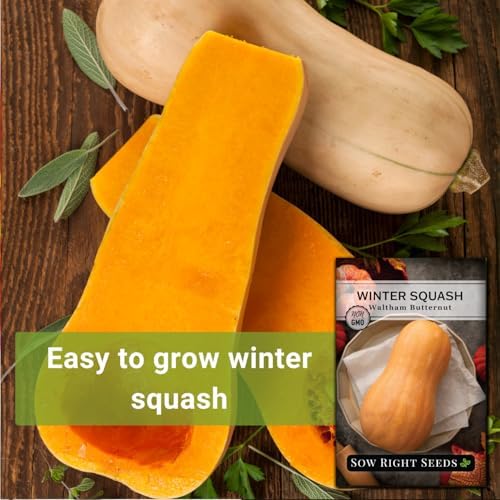 Sow Right Seeds - Waltham Butternut Squash Seed for Planting Outdoors - Image 3