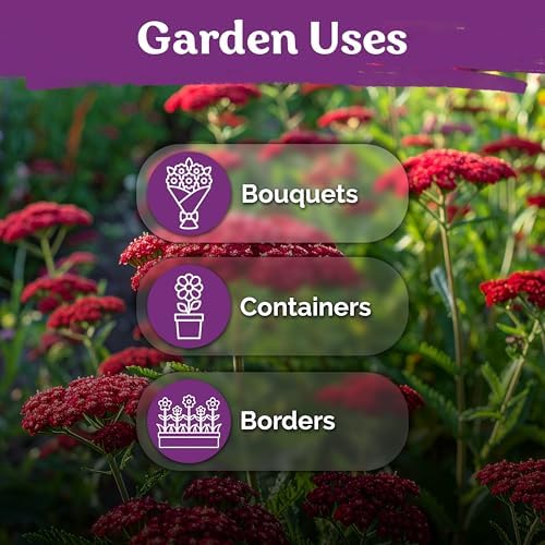 7,000 Red Yarrow Heirloom Flower Seeds, Achillea Millefolium Rubra - Image 6