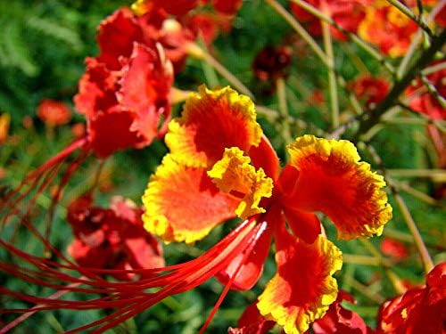 KVITER 10 Red Bird of Paradise seeds (Caesalpinia Pulcherrima) – Pride of Barbados,Dwarf Poinciana,Peacock Flower Seeds for Planting,Mexican Birds of Paradise – Perennial Bush seeds for Outdoor Garden - Image 4
