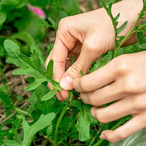 Purely Organic Arugula Seeds (Slow Bolt) - Approx 400 Seeds - USDA Organic, Non-GMO, Open Pollinated, Heirloom, USA Origin - Image 3