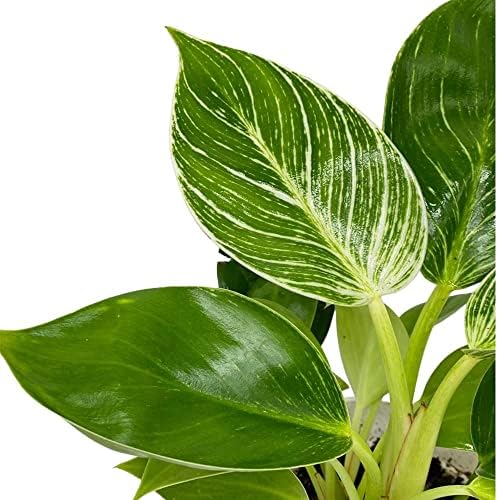 Philodendron Live Plant, Air Purifying, Easy Care, Easy to Grow, Rare Variety, Live Indoor Plant, 4 inch Pot (Philodendron Birkin) - Image 4