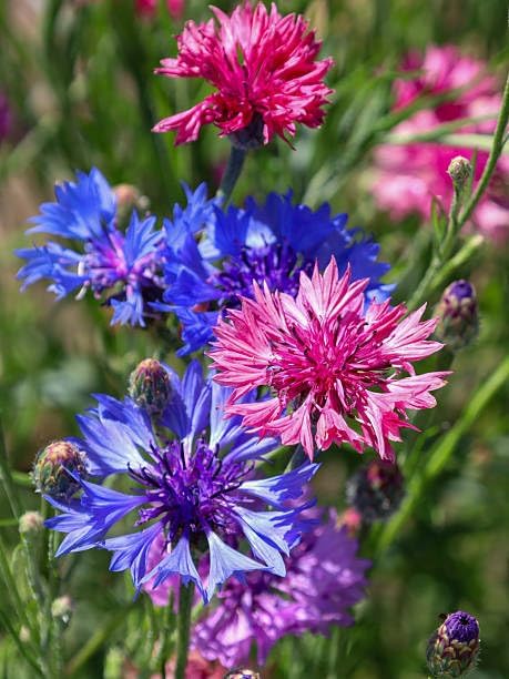 2000+ Cornflower Seeds, Mix Bachelor Button Seeds, Non-GMO Heirloom, Multicolor Cornflower Seeds Bulk, Classic Cottage Garden Flowers, Easy to Grow for Cutting Gardens & Pollinators - Image 6