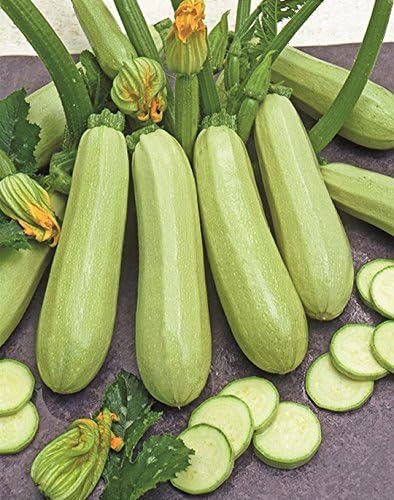 Seeds Vegetable Zucchini Squash 38 Days Aspirant Light Green - 30 Seeds by NIKA+SEEDS